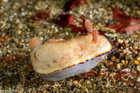 Goniobranchus preciosus (Precious Nudibranch)
