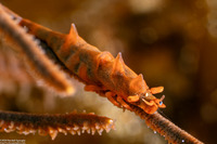 Miropandalus hardingi (Dragon Shrimp)