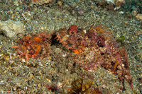 Scorpaenopsis venosa (Raggy Scorpionfish)