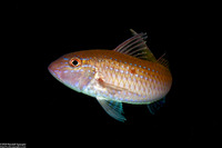 Parupeneus heptacanthus (Cinnibar Goatfish)