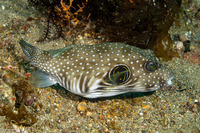 Arothron hispidus (White-Spotted Puffer)