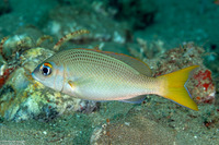 Scolopsis affinis (Pale Monocle Bream)