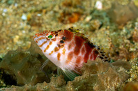 Cirrhitichthys aprinus (Threadfin Hawkfish)