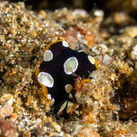 Pseudoceros scintillatus (Brilliant Flatworm)