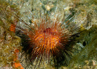 Astropyga radiata (Radiant Sea Urchin)