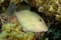 Sufflamen fraenatum (Bridled Triggerfish)