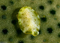 Pseudoceros fuscomaculatus (Pseudoceros Fuscomaculatus)