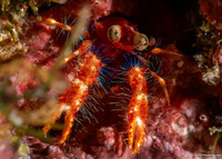 Munida olivarae (Olivar's Squat Lobster)