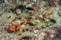 Dactyloptena orientalis (Helmut Gurnard)