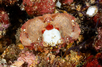 Calappa gallus (Rough Box Crab)