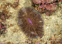 Fungia fungites (Common Mushroom Coral)