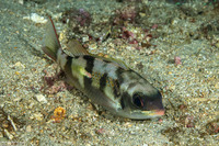 Scolopsis xenochrous (Pearl-Streaked Monocle Bream)