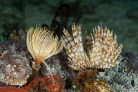 Sabellastarte spectabilis (Common Feather Duster Worm)