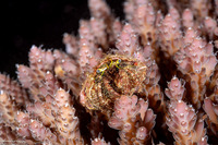 Dardanus lagopodes (Dark Knee Hermit Crab)