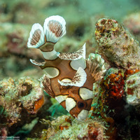 Plectorhinchus chaetodonoides (Many-Spotted Sweetlips)