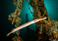 Aulostomus chinensis (Trumpetfish)