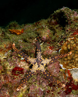 Fromia heffernani (Heffernan's Sea Star)