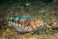 Synodus variegatus (Reef Lizardfish)