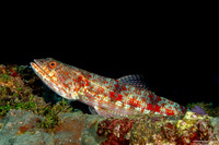 Synodus variegatus (Reef Lizardfish)