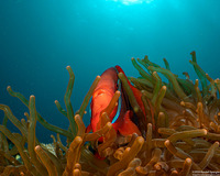 Amphiprion frenatus (Tomato Anemonefish)