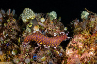 Pseudoceros lindae (Linda's Flatworm)