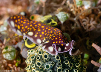 Pseudoceros lindae (Linda's Flatworm)