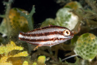 Chlorurus spilurus (Bullethead Parrotfish)