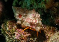 Pseudopaguristes kuekenthali (Orange Hermit Crab)