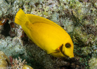 Acanthurus pyroferus (Mimic Surgeonfish)