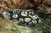 Plectorhinchus chaetodonoides (Many-Spotted Sweetlips)