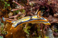 Chromodoris cf. strigata (White-Yellow Chromodoris)