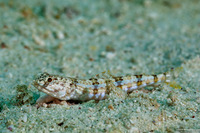 Synodus dermatogenys (Clearfin Lizardfish)