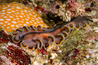 Pseudobiceros hancockanus (Hancock's Flatworm)