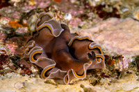 Pseudobiceros hancockanus (Hancock's Flatworm)