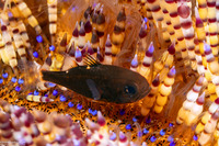 Siphamia tubifer (Tubed Siphonfish)