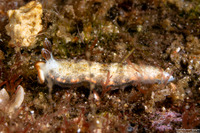 Dermatobranchus funiculus (Red-Horned Dermatobranchus)