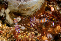 Ancylomenes luteomaculatus (Yellow-Spotted Anemone Shrimp)