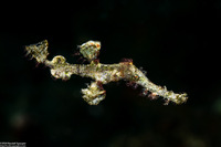 Solenostomus halimeda (Halimeda Ghost Pipefish)