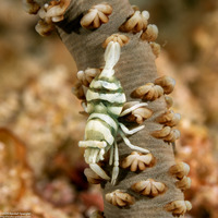 Pontonides ankeri (Barred Wire Coral Shrimp)