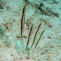 Aeoliscus strigatus (Hinged Shrimpfish)