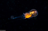 Argonauta hians (Paper Nautilus)