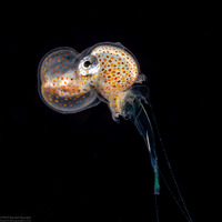 Argonauta hians (Paper Nautilus)