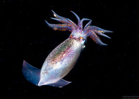 Sthenoteuthis oualaniensis (Purple Back Flying Squid)