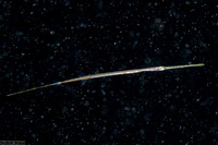 Fistularia commersonii (Bluespotted Cornetfish)