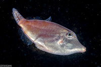 Pervagor sp.1 (Juvenile Filefish)