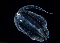 Family Bothidae (Larval Flounder)