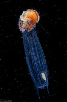 Argonauta hians (Paper Nautilus)