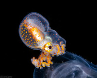 Argonauta hians (Paper Nautilus)