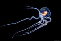 Wunderpus photogenicus (Wunderpus)