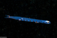 Synodus sp. (Larval Lizardfish)